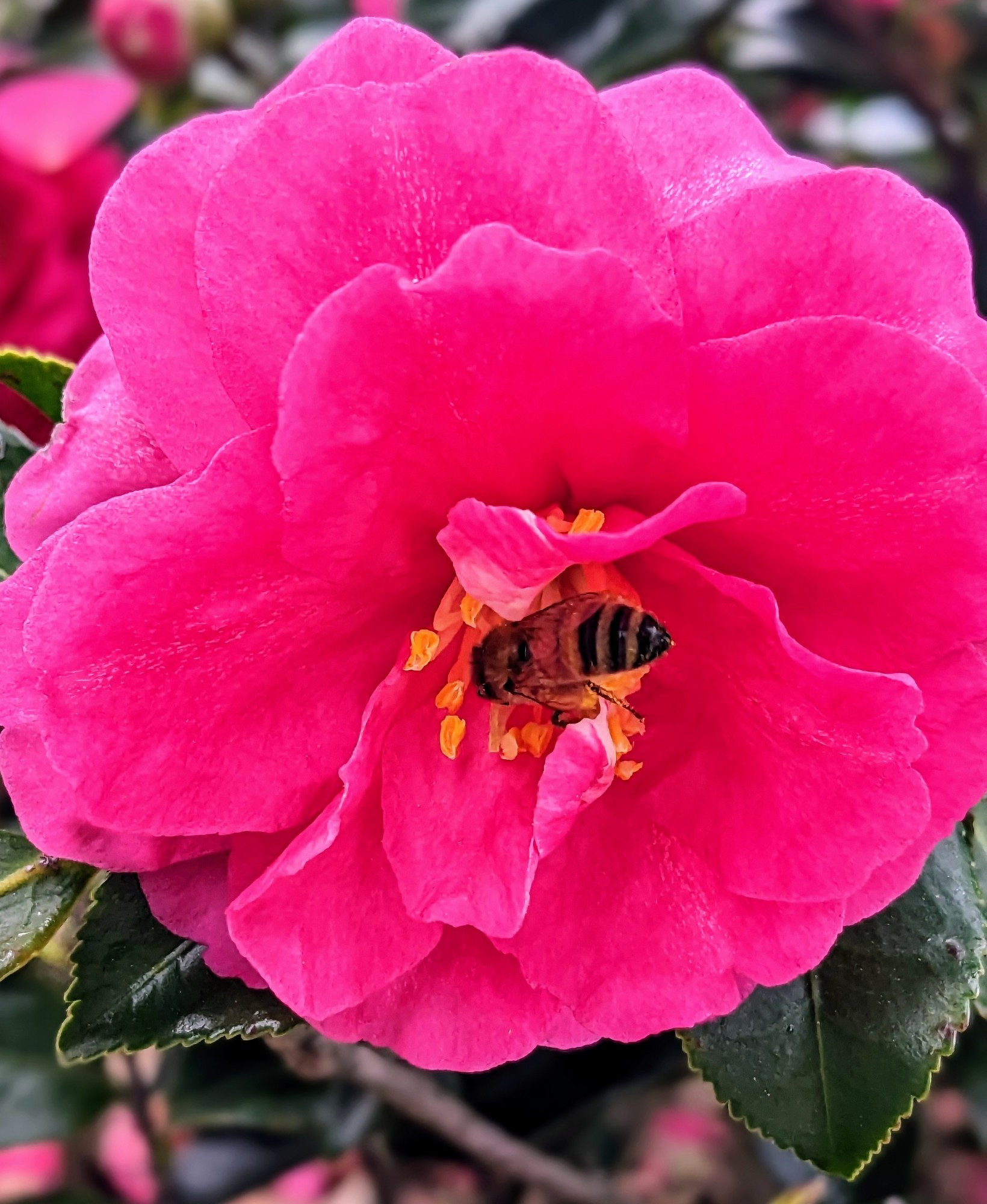 a pink flower with a honey bee on its pistil