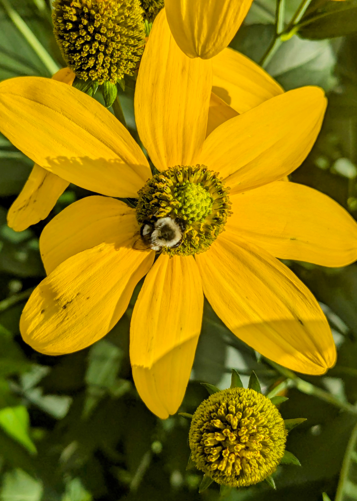 a yellow flower with a honey bee on it