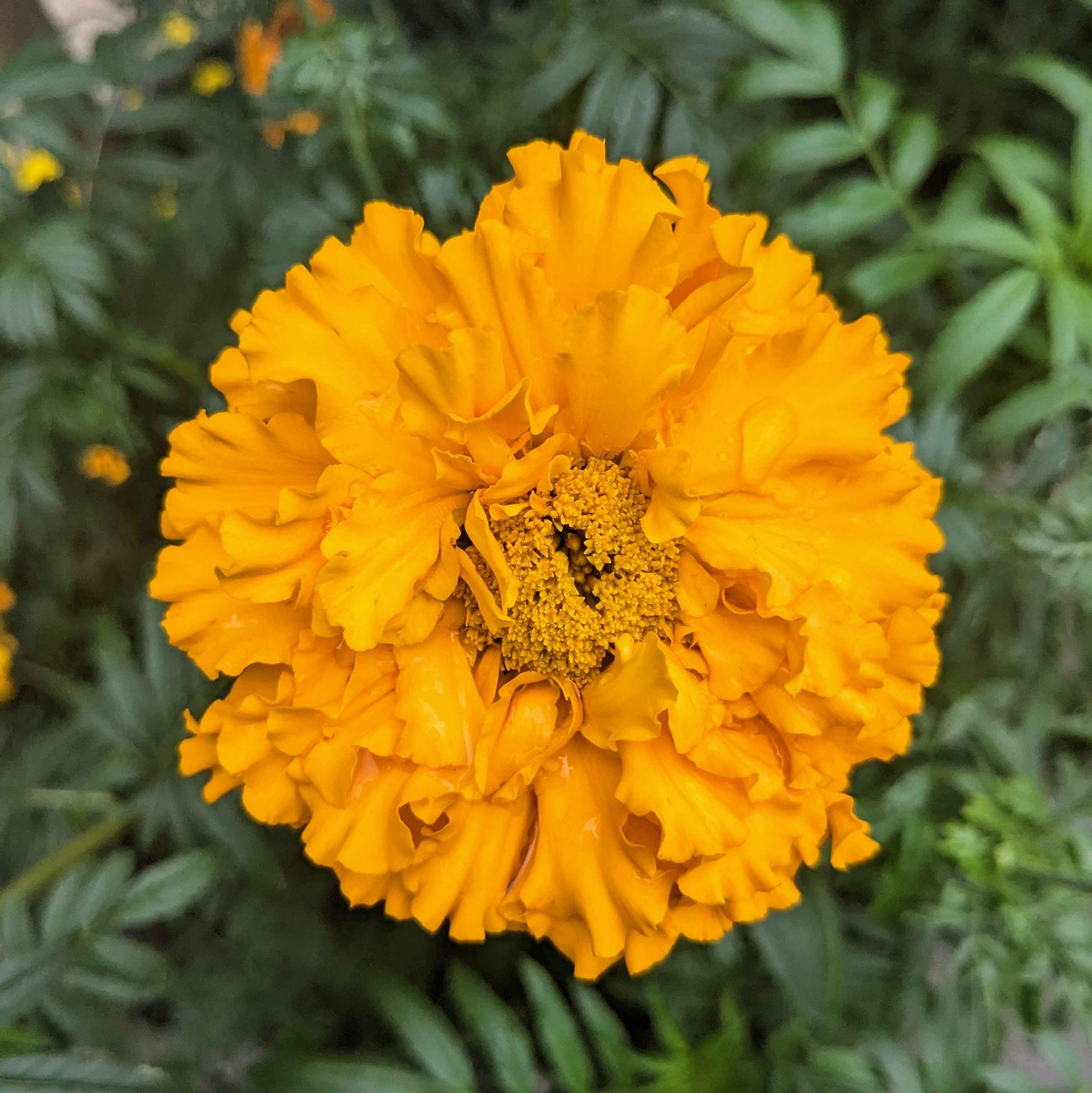 a golden yellow Flowers
