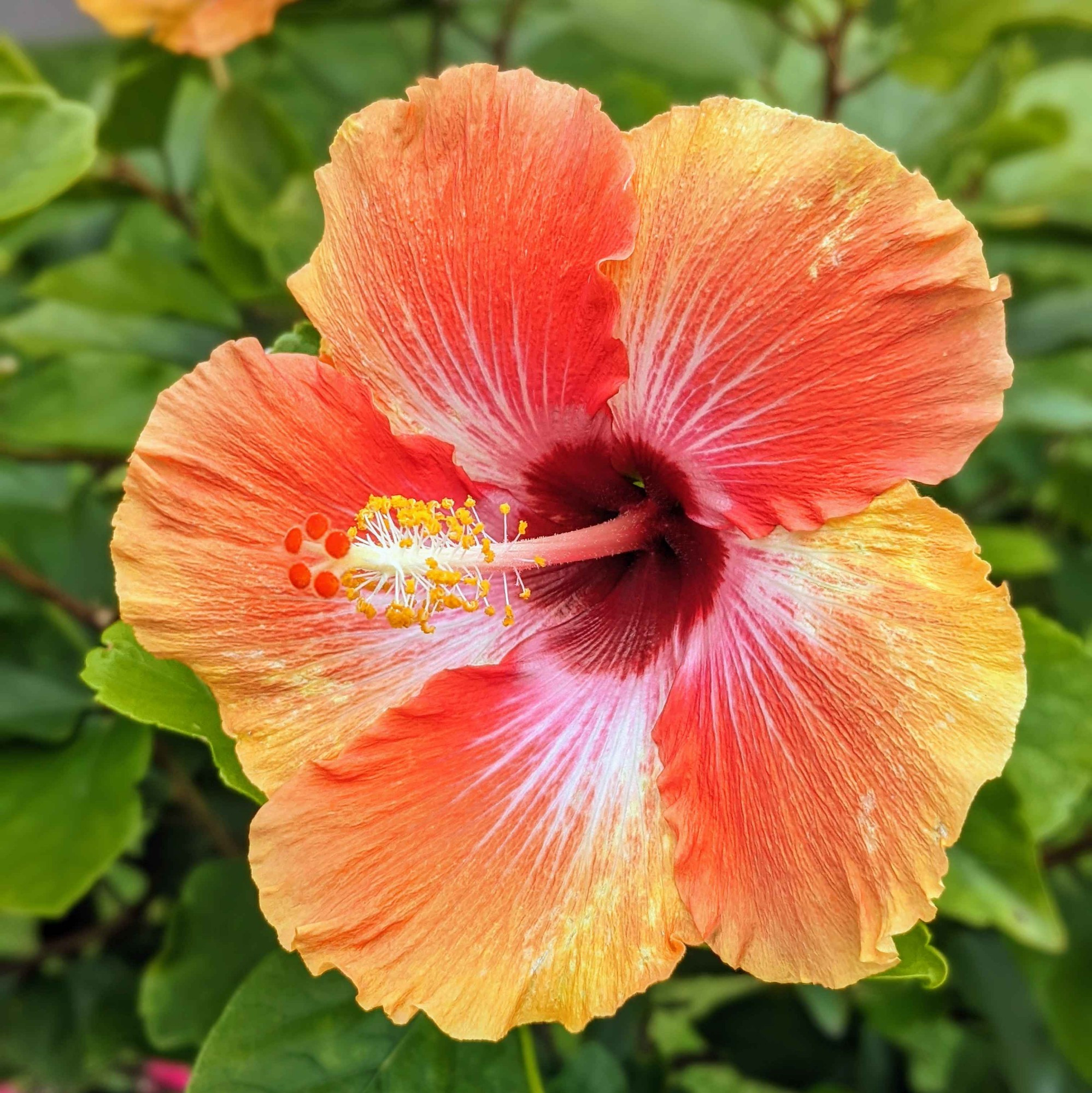 an orange and yellow flower with a prominent stamen