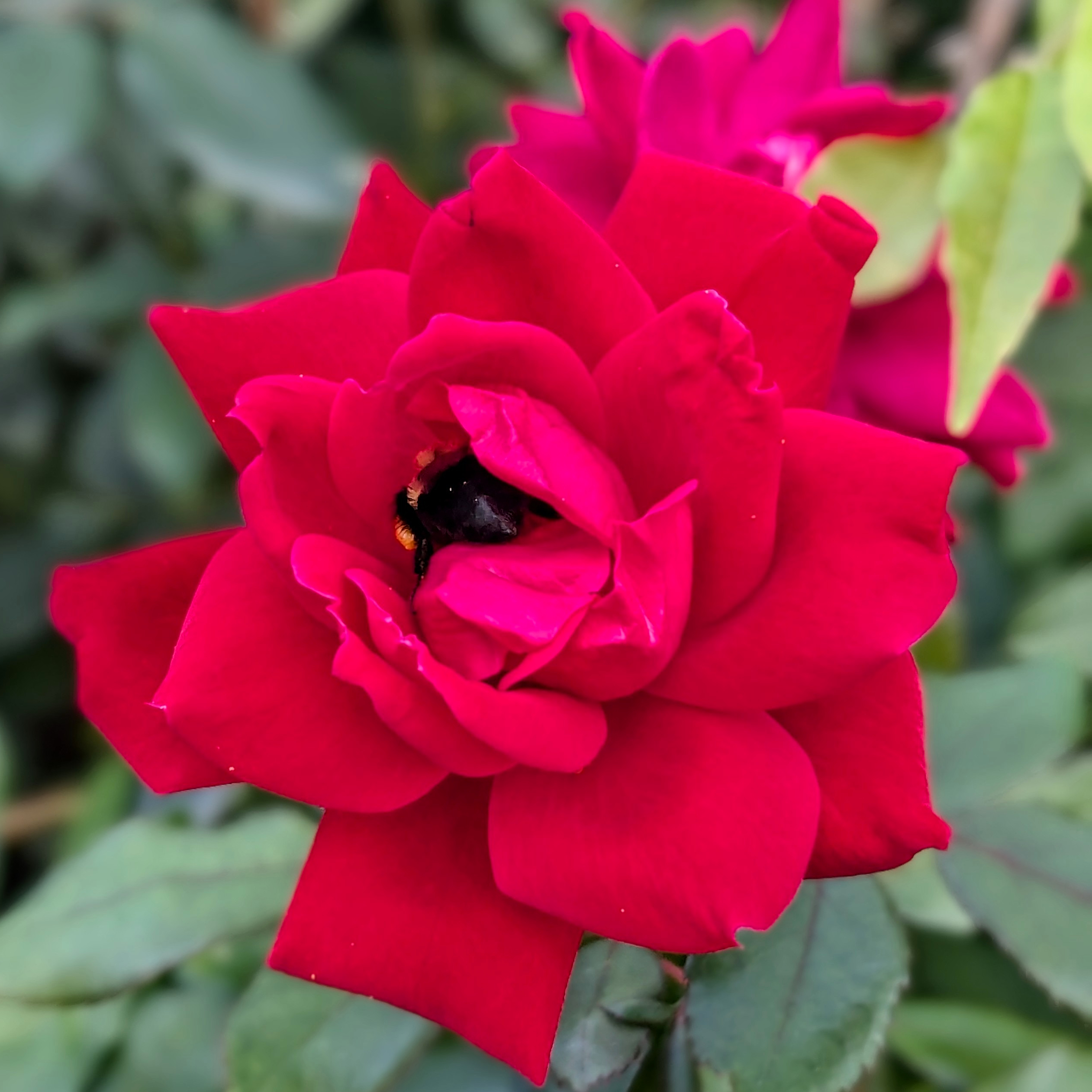 a red rose with a bumble bee within